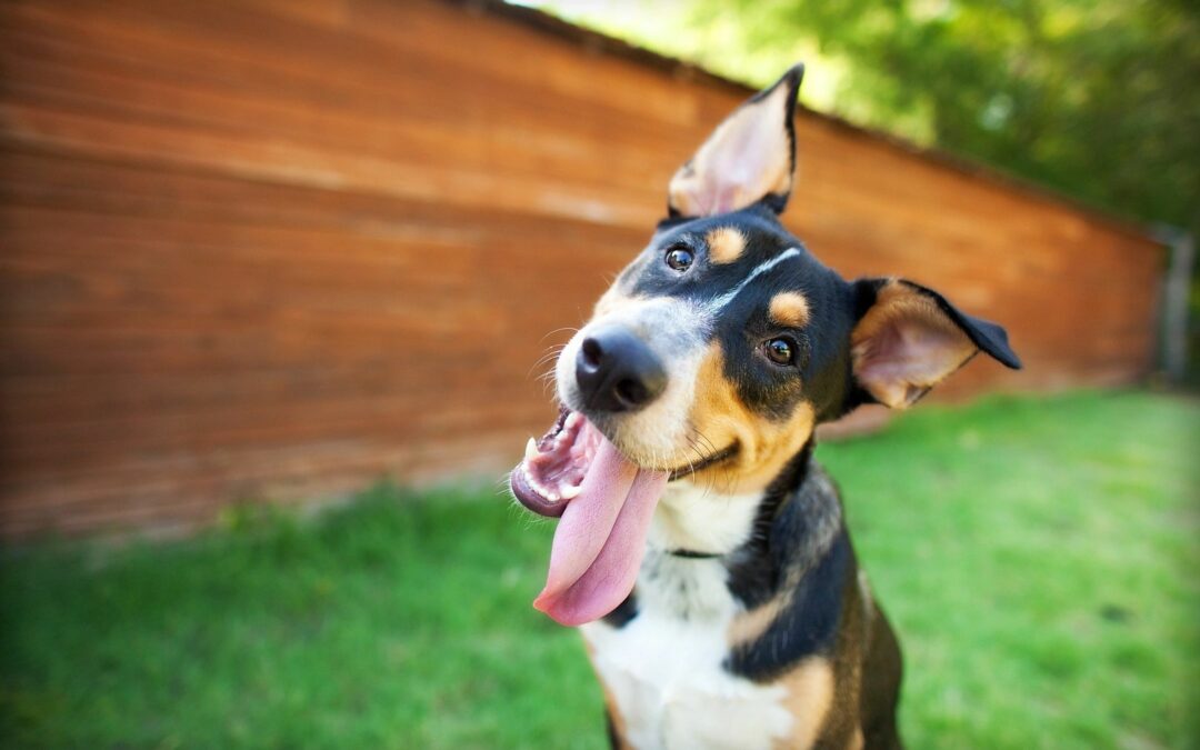 Hiring a Pet Sitter: Adorable goofy dog with tongue hanging out.