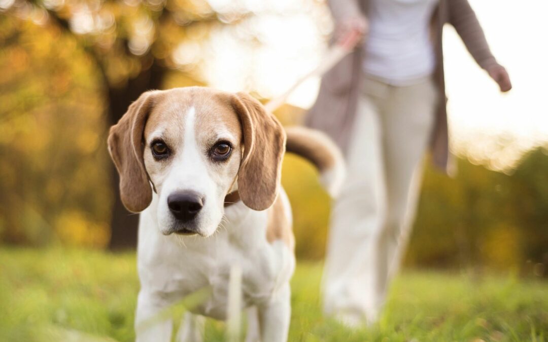Dog Walking 101 – Diary of a Mad Dog Walker