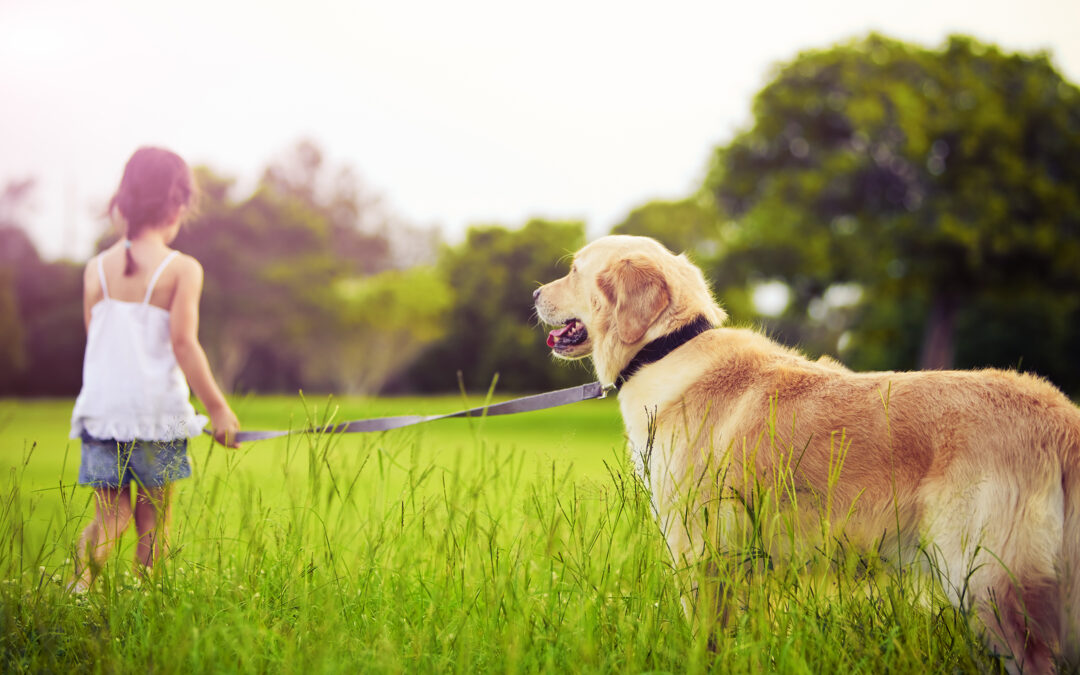 Best Places for Dog Walking